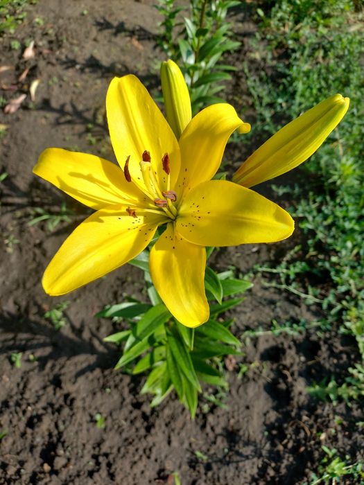 Большие луковицы жёлтых лилий. Лилии