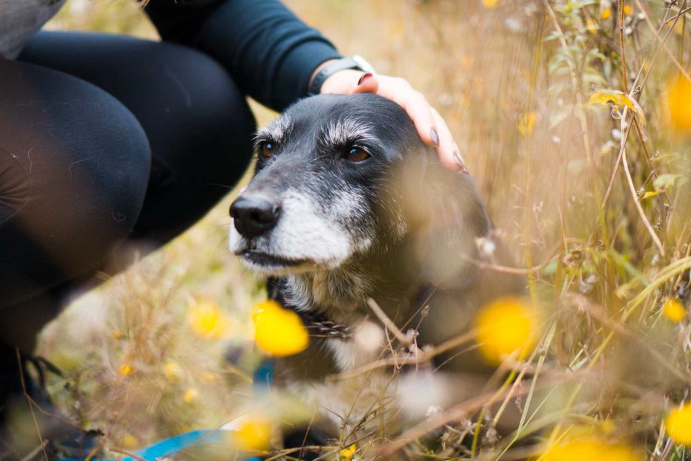 12 letni Rożek do adopcji!