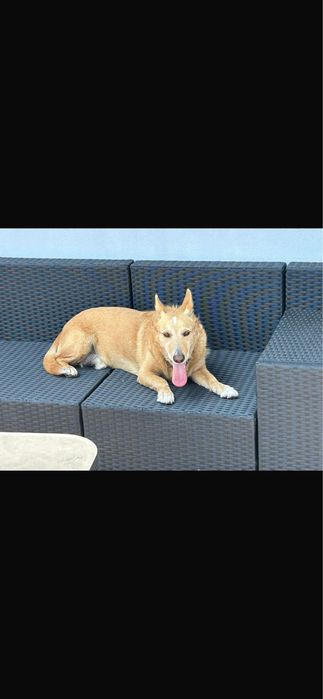 Cão para adoção responsável