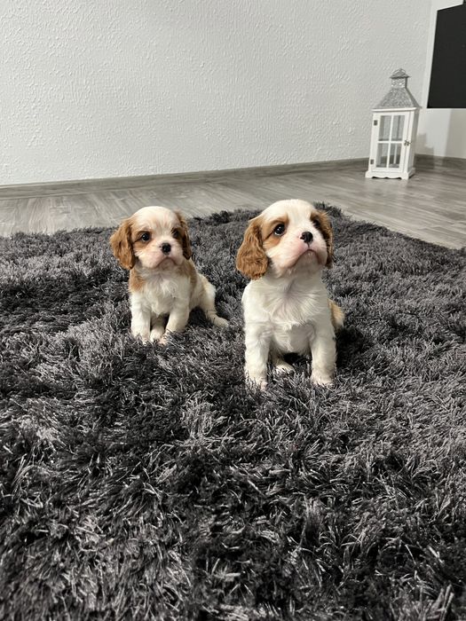 Cavalier King Charles spaniel