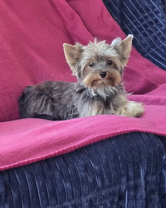 Piesek roczny Yorkshire terrier
