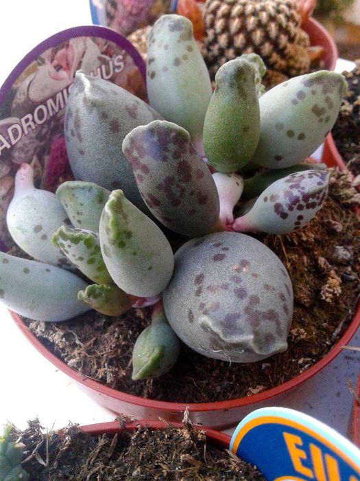 Cactos e Suculentas raras . várias espécies