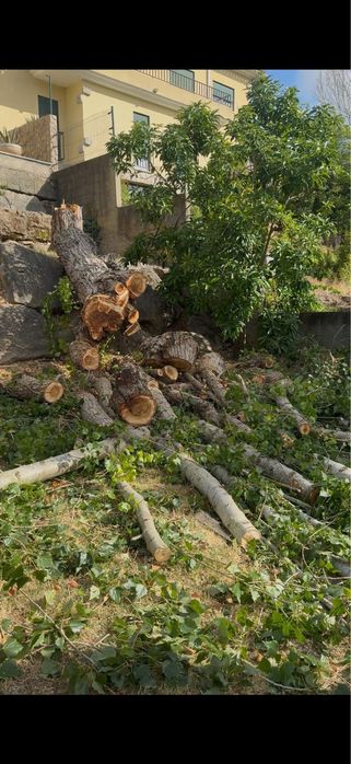 Limpeza de Terrenos || Abate de Árvores || Desmatação