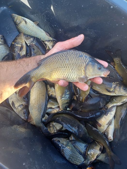 Karp narybek/kroczek. Amur , Lin , Tołpyga , Jesiotr.
