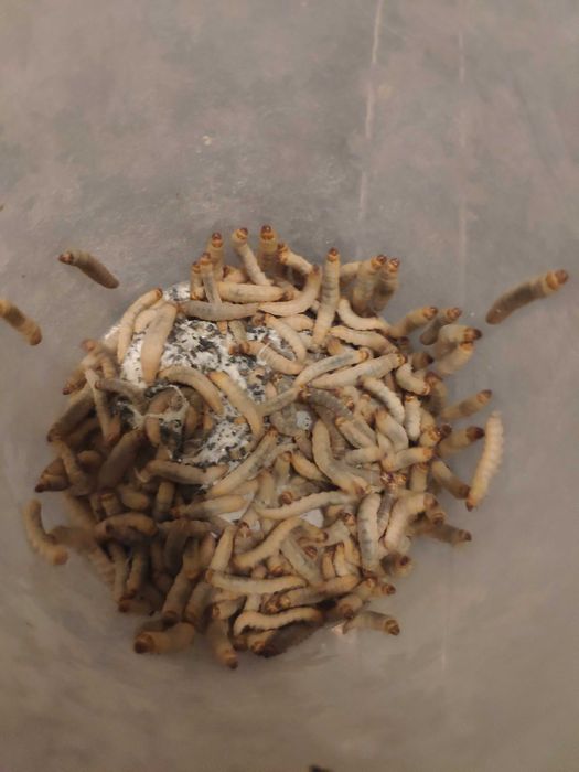 Podłoża wyposażenie terrarium gekony skorpiony