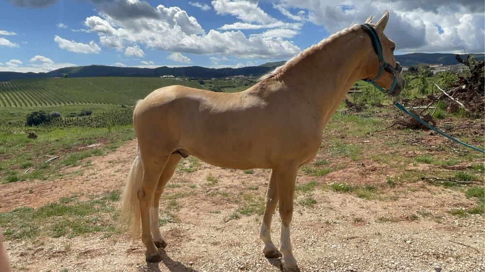 Cavalo palomino lusitano