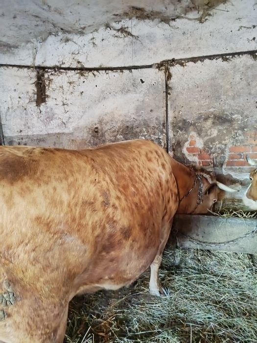 Krowa mleczna simental