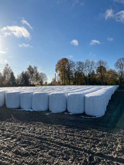 Bele kukurydzy, kukurydza w belach, kiszonka z kukurydzy