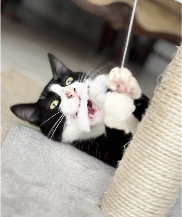 Gatinha para adoção responsável