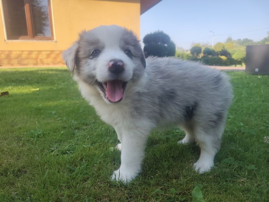 Border Collie Blue Merle Niebieskie oczy do rezerwacji