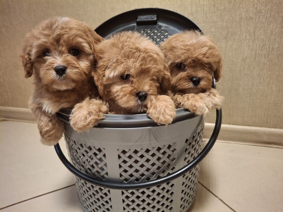 Игрушки Мальтипушки!