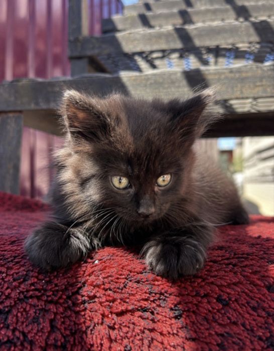 Віддаємо котиків