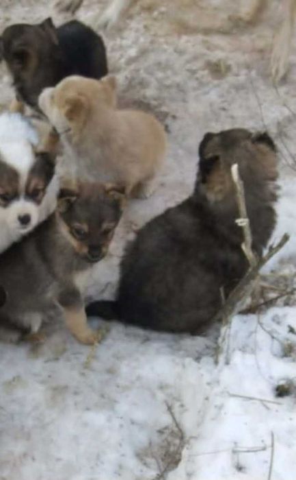 Oddam w dobre ręce pieski