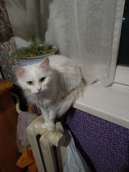 Отдам кошечек в хорошие руки