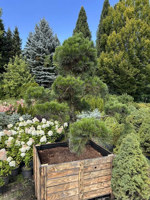 Sosna czarna formowana na bonsai