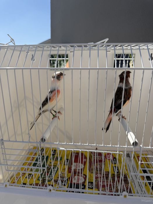 Casal de alerquim