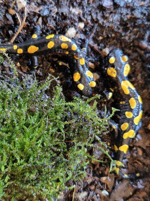 RARYTAS Salamandra algira tingitana CB25 5cm (Beni Arous, Maroko)