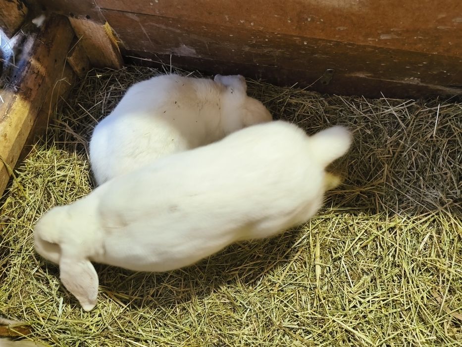 Samce Barany Francuskie