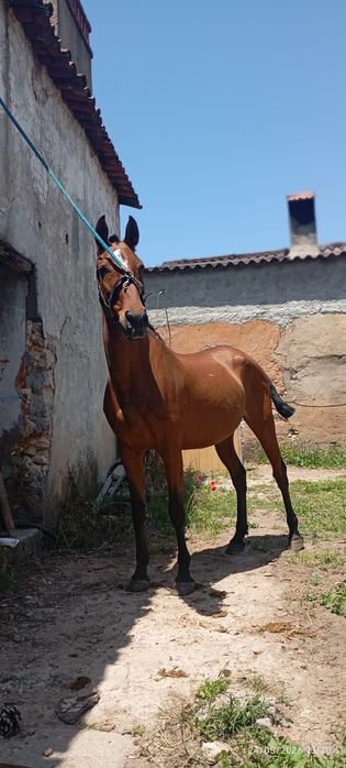 Égua PSL pontuada