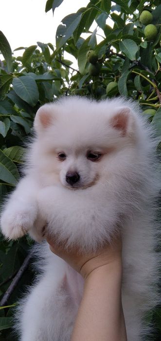 Маленька світленька