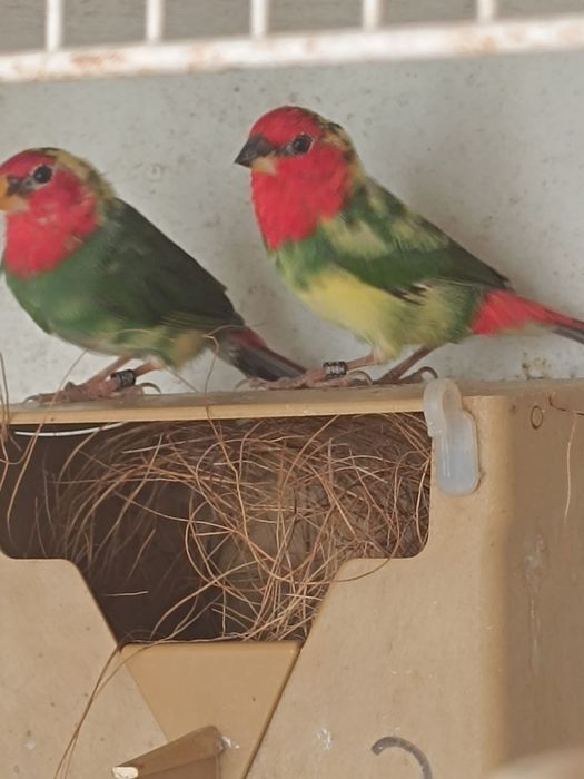 Goulds, e outros Exóticos