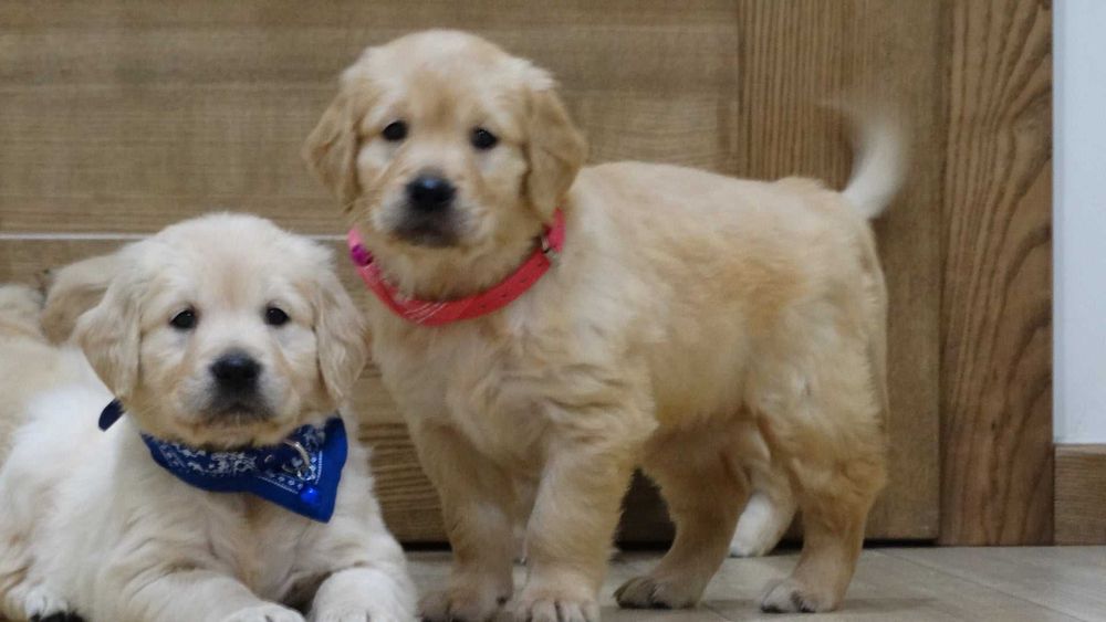 Golden retriever piękny piesek