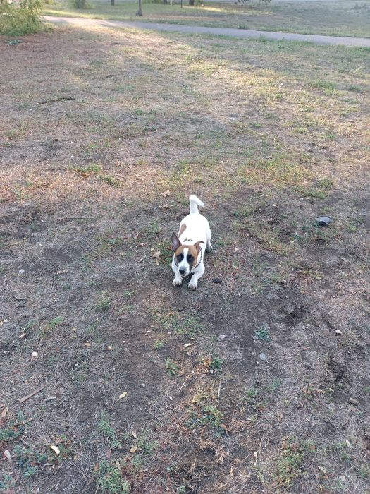 Джек Рассел ищет невесту