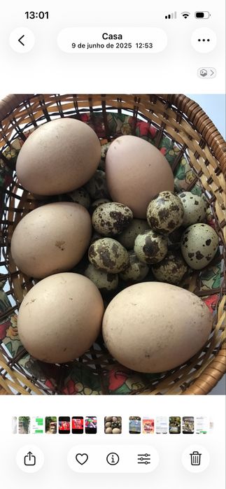 PAVÃO Asa Negra -OVOS para incubação