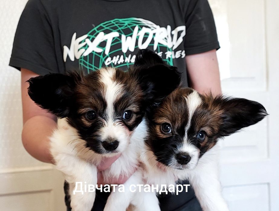 Папійон папільон цуценята.