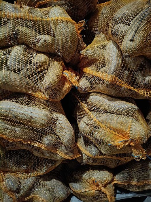 Buraczki czerwone (jadalne, paszowe) 0,60 zł/kg