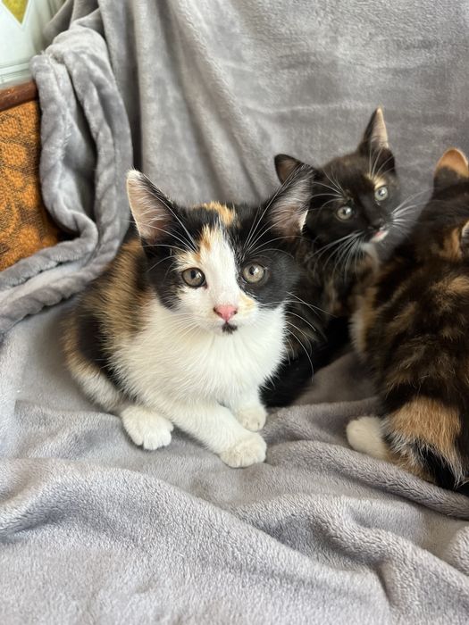 Отдам котят в хорошие руки