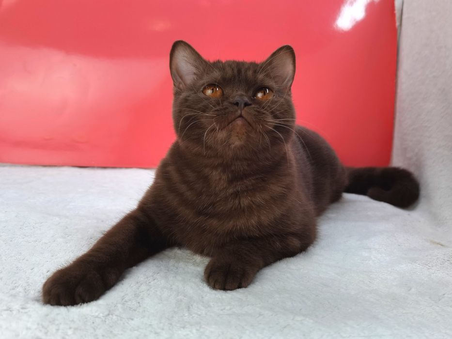 Шоколадная шотландочка носитель циннамона с родословной