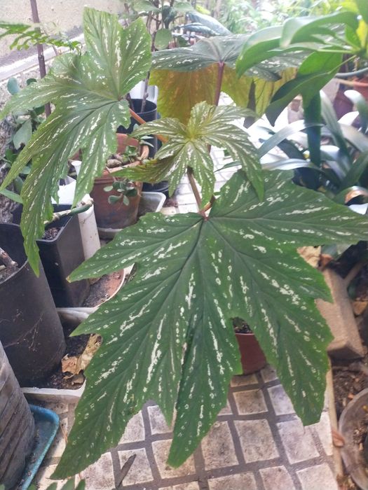 Planta Chuva de prata
