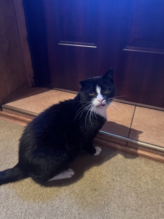 Oddam kota dorosłego