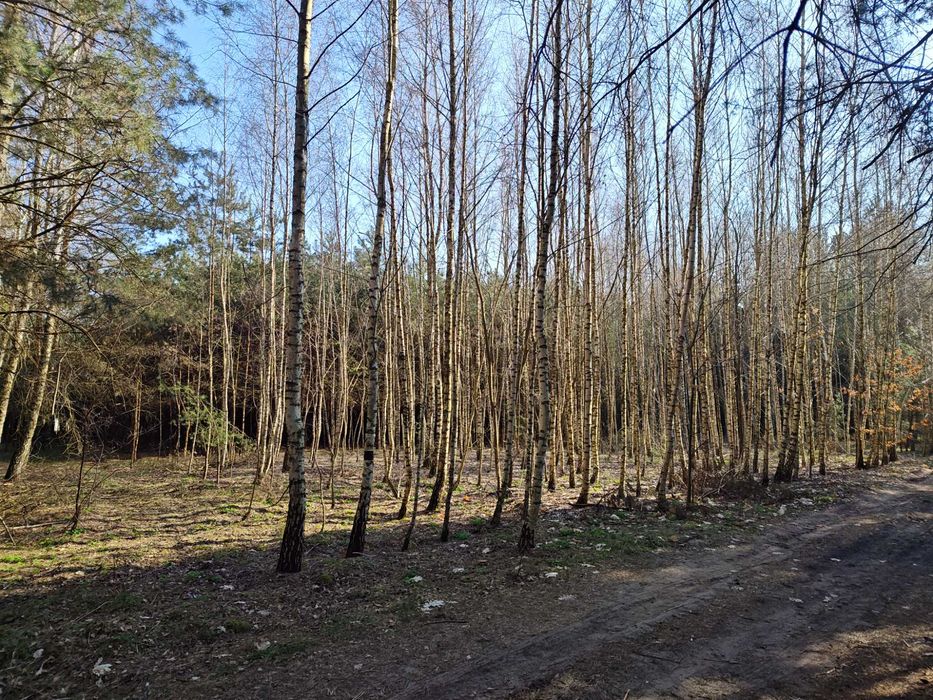 Działka nad jeziorem Długie Grodzieckie i Bugiem, Wszebory, Ceranów