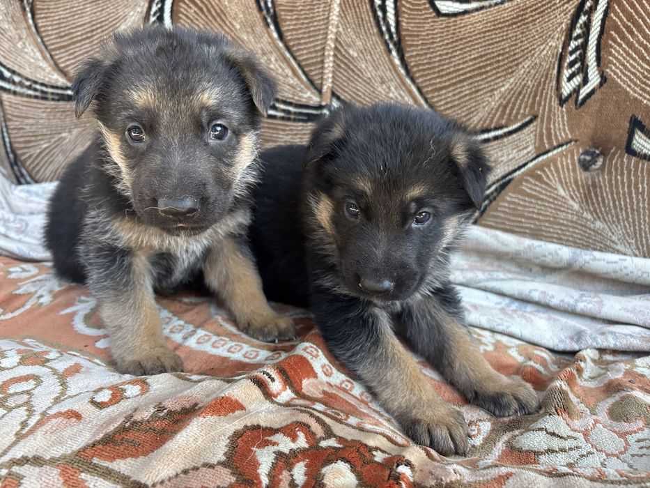 Цуценя німецької овчарки