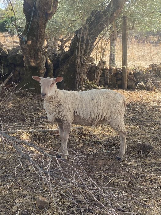 Borrega charollais pura