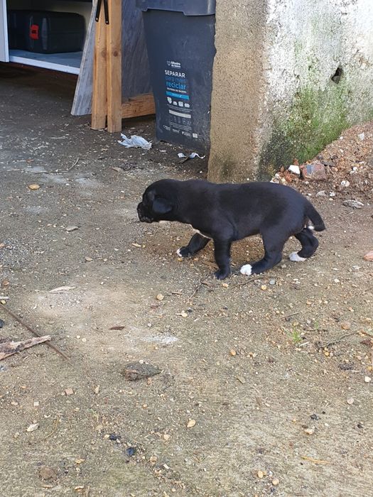 1macho 1 femea para dar