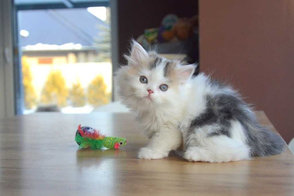 Kocurek szkocki prostouchy długowłosy scottish straight z rodowodem