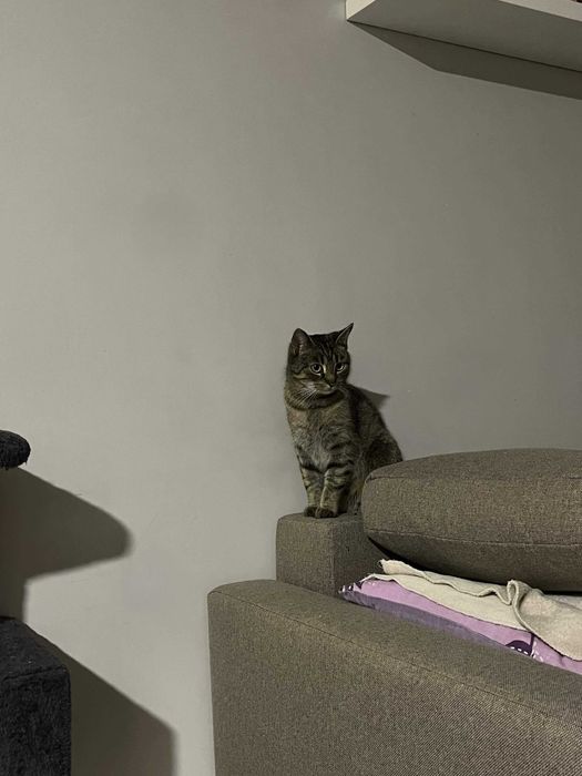 Dwie młode kotki do adopcji