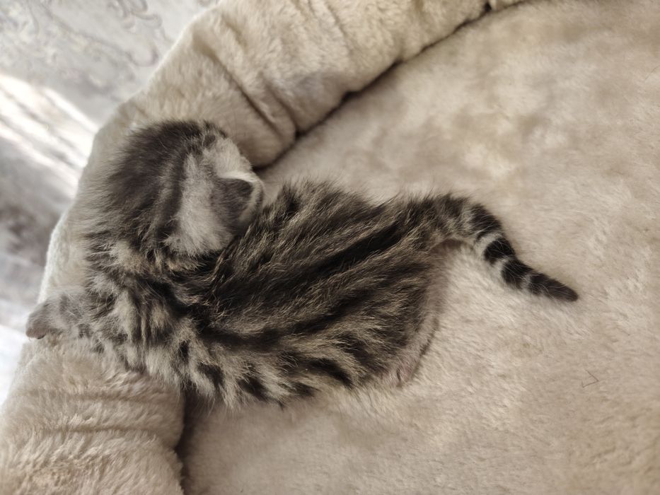 Яркие малыши"Scottish Fold и Straight"