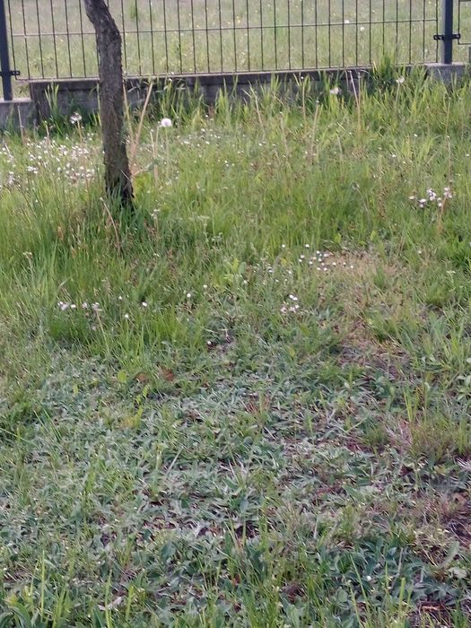 Koszenie trawy, nieużytków