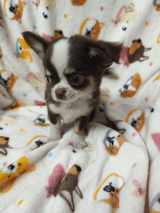 Chihuahua machinho pequenino