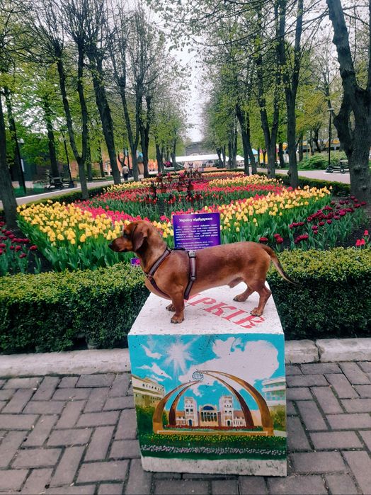 Такса стандартна. Племінний кобель.