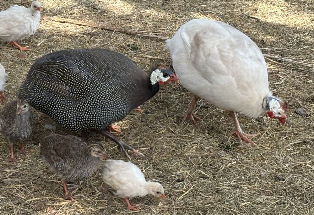 Fracas/galinha d’angola