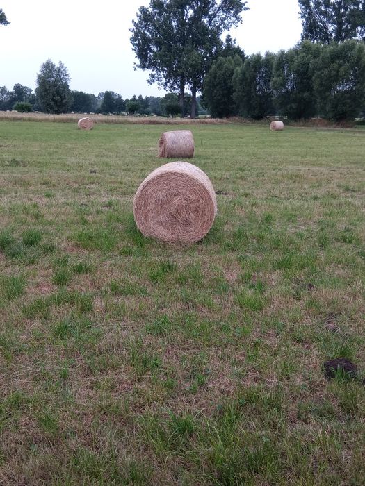 Siano dla koni,bydła