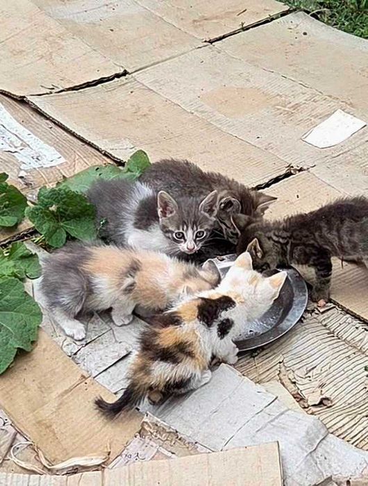 КОШЕНЯ Віддам в родину