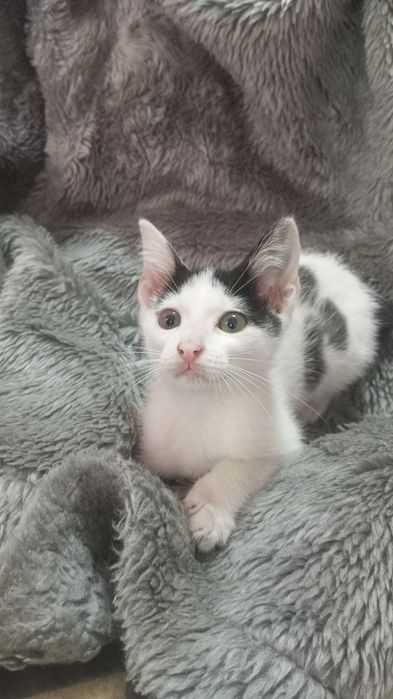 Gatinhos para adoção responsável