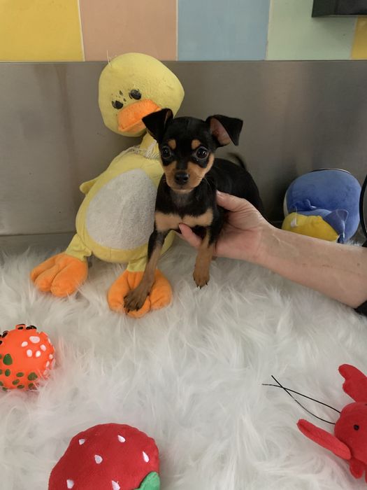 Pinscher  miniatura