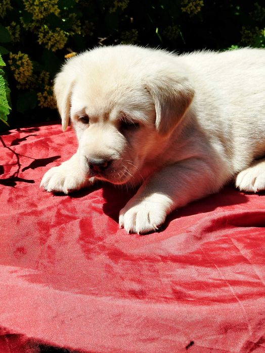 Labrador Retriever suka tel..5.7.5.3.0.2.0.3.9.